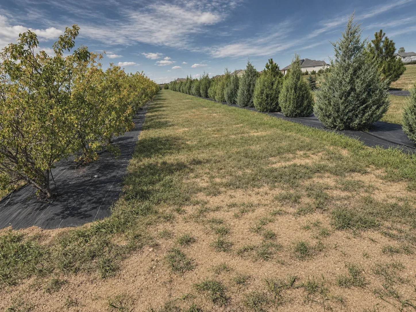 Rows of young trees along a mown walking path through the Preserve's open space
